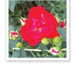 Närbild på en blodröd ros och tre rosenknoppar.