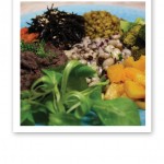 Närbild på en tallrik med färgglad mat, bönor, sallad, pumpa och alger.
