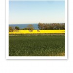Utsikt över gröna åkrar, gula rapsfält, blått hav och blå himmel.
