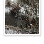 En lerig sjökant, med vass och snö i vintertid.
