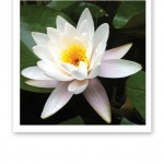 Närbild på en vacker vit liljeväxt, i form av en näckros.