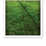 En nyklippt "gång" i en vildvuxen grön gräsmatta.