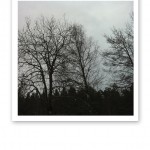 Svarta siluetter av träd mot en stålgrå himmel.