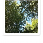 Gröna lövkronor i sommarsol mot blå himmel.