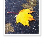 Ett lysande gult löv mot regnvåt mörkgrå asfalt.